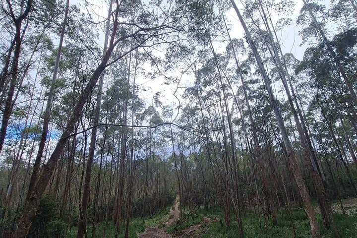 Nuwara Eliya Short Forest & Tea-Field Walk: A 3-Hour Private Hike photo 4
