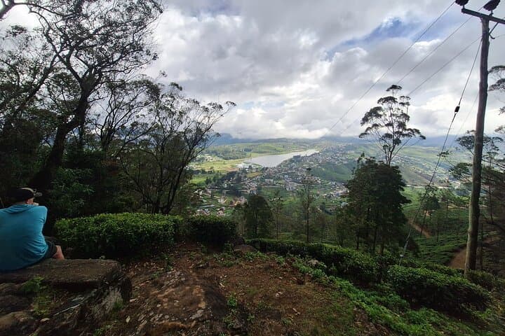 Nuwara Eliya Short Forest & Tea-Field Walk: A 3-Hour Private Hike