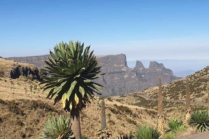 3-Day Simien Mountains Trek: Sankaber, Geech & Imet Gogo photo 6