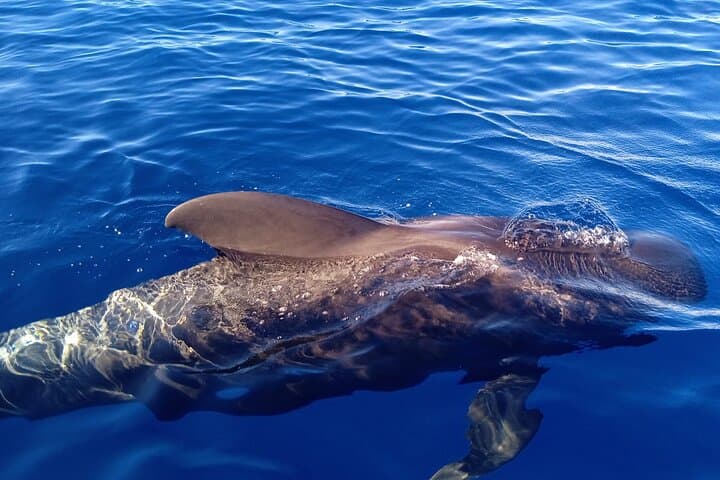 2-Hour Private Whale Watching Charter from Puerto Colón, Adeje — Tenerife Sea Safari