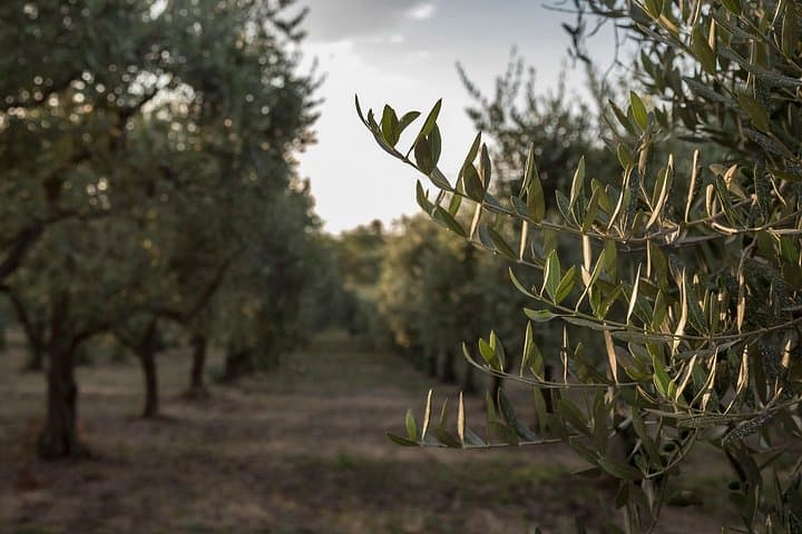 Olive Grove Walk, Oil Tasting & Farm Lunch near Pantalica, Sicily photo 3