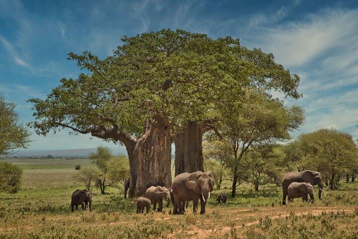 3-Day Tarangire & Ngorongoro Safari — Elephants, Craters & Baobabs