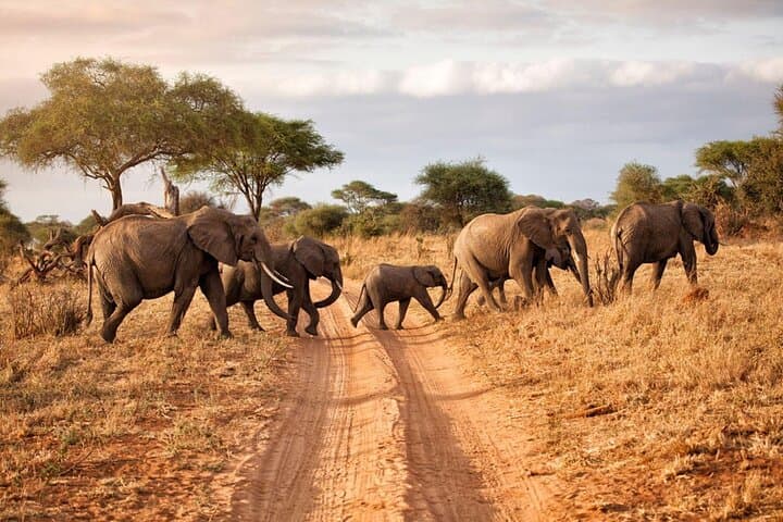 3-Day Tarangire & Ngorongoro Safari — Elephants, Craters & Baobabs photo 6