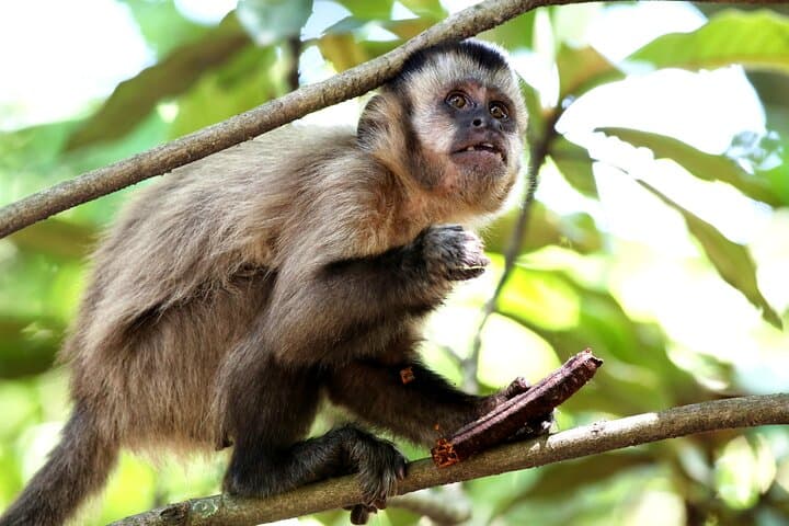 4-Day Tambopata Amazon Adventure: Sandoval Lake, Clay Licks & Ese'Eja Community photo 2