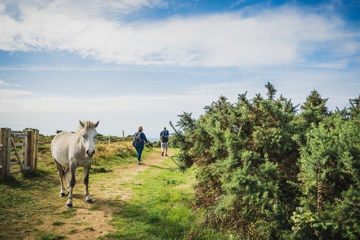 Gower Peninsula Day Tour from Cardiff: Mumbles, Three Cliffs, Rhossili & Worms Head photo 4