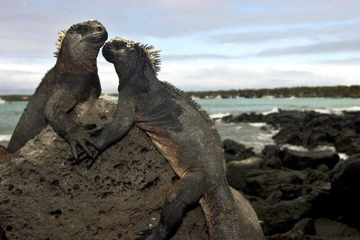 4-Day Galapagos Expedition: Santa Cruz, Bartolomé & Snorkel with Sea Lions photo 1