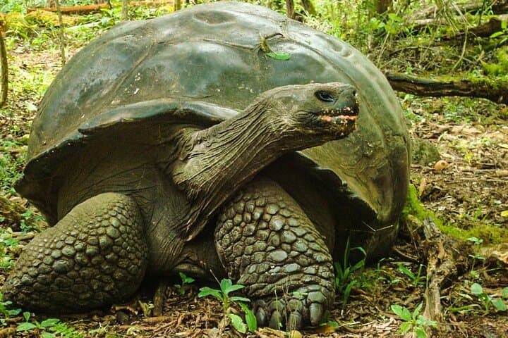 4-Day Galapagos Expedition: Santa Cruz, Bartolomé & Snorkel with Sea Lions photo 2