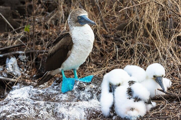 5-Day Guided Galapagos Adventure: Diving, Highlands Horseback & Kayak