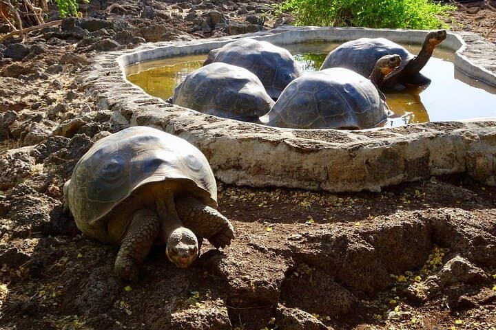 5-Day Guided Galapagos Adventure: Diving, Highlands Horseback & Kayak photo 3