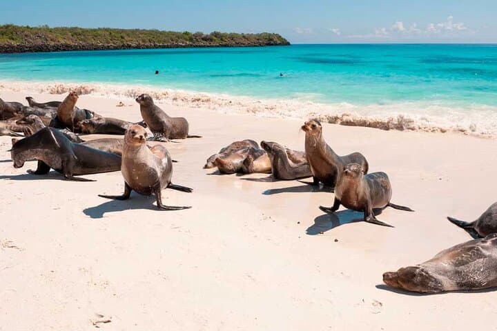 5-Day Guided Galapagos Adventure: Diving, Highlands Horseback & Kayak photo 5