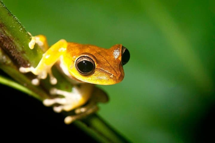 Tambopata Jungle Tour: 3-Day Amazon Garden Lodge & Lake Sandoval Adventure