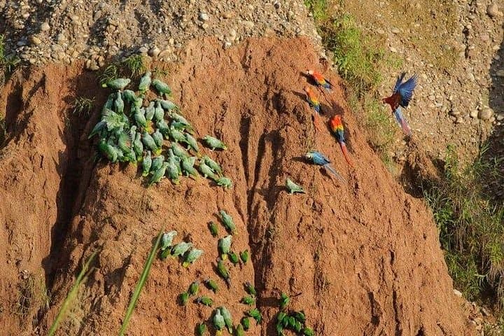 Tambopata Jungle Tour: 3-Day Amazon Garden Lodge & Lake Sandoval Adventure photo 2