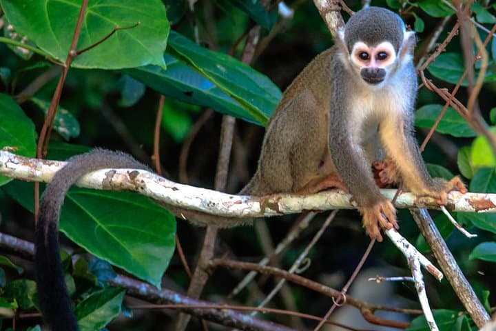 Tambopata Jungle Tour: 3-Day Amazon Garden Lodge & Lake Sandoval Adventure photo 4