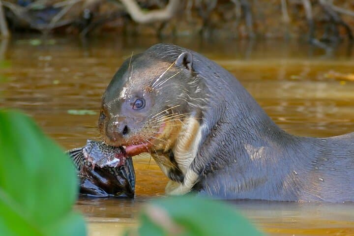 Manu Reserved Zone 6-Day Amazon Jungle Tour from Cusco photo 2