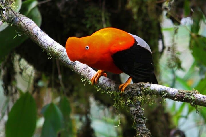 Manu Reserved Zone 6-Day Amazon Jungle Tour from Cusco photo 3