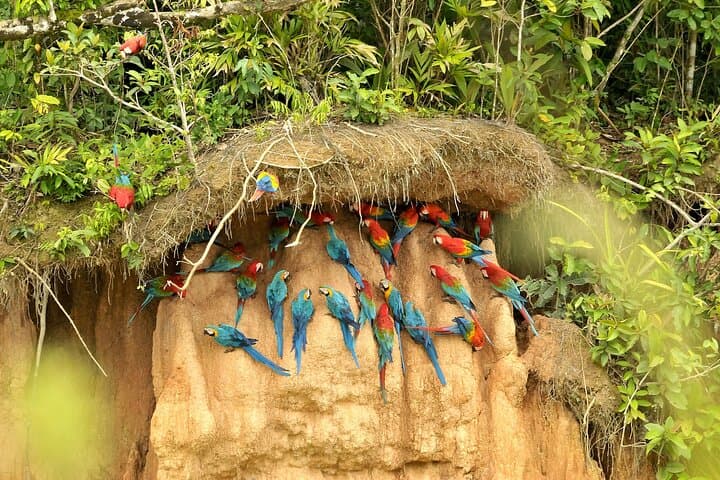 Manu Reserved Zone 6-Day Amazon Jungle Tour from Cusco photo 5