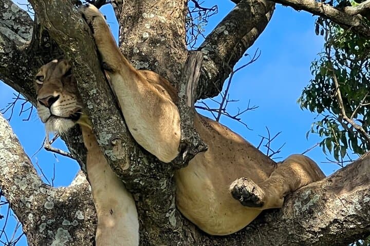 One Day Akagera Safari from Kigali: Lake Ihema & Big Game in Eastern Rwanda photo 3