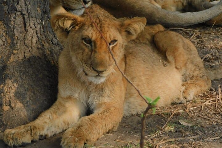 One Day Akagera Safari from Kigali: Lake Ihema & Big Game in Eastern Rwanda