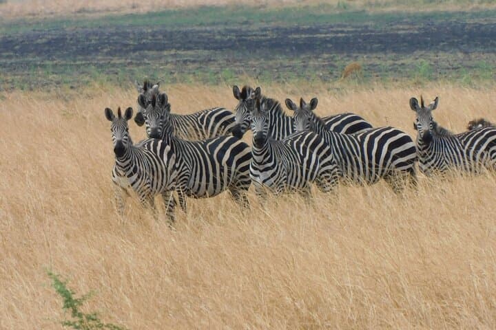 One Day Akagera Safari from Kigali: Lake Ihema & Big Game in Eastern Rwanda photo 2