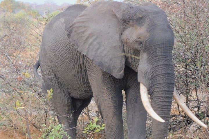 One Day Akagera Safari from Kigali: Lake Ihema & Big Game in Eastern Rwanda photo 6
