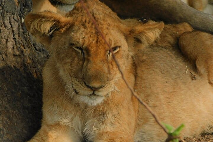 One Day Akagera Safari from Kigali: Lake Ihema & Big Game in Eastern Rwanda photo 5