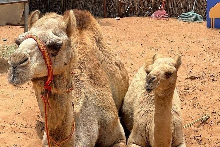 Full-Day Private Dubai Tour: Palm Jumeirah Views & Old Dubai Highlights photo 3