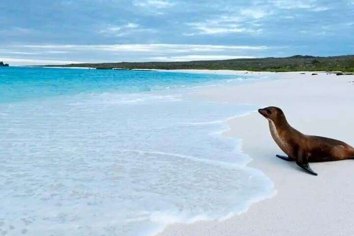 5-Day Galapagos Wildlife Discovery: Santa Cruz & Uninhabited Islands photo 4