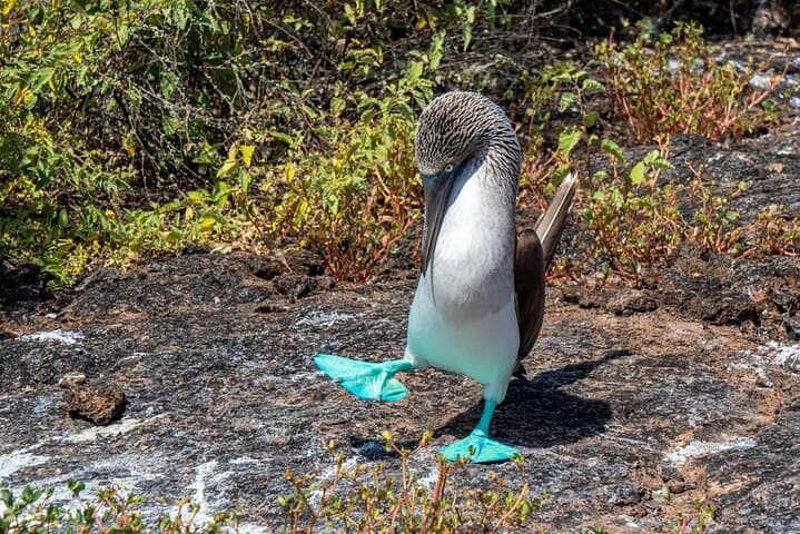 5-Day Galapagos Wildlife Discovery: Santa Cruz & Uninhabited Islands photo 1