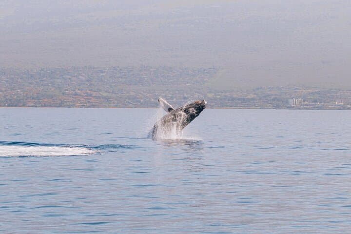 Morning Whale Watch from Lahaina Harbor: Best Time to See Humpbacks photo 4