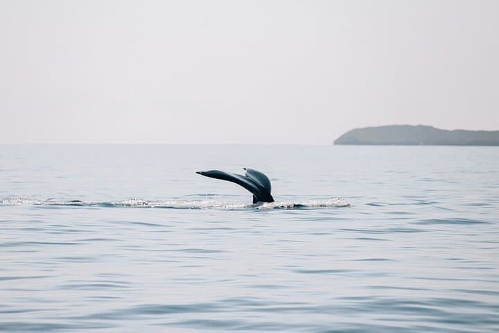 Morning Whale Watch from Lahaina Harbor: Best Time to See Humpbacks photo 6