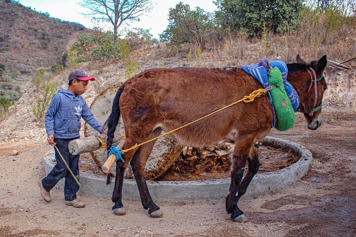 Zapotec Highlights: Mitla, Hierve el Agua & Tule Tree Day Tour from Oaxaca photo 4