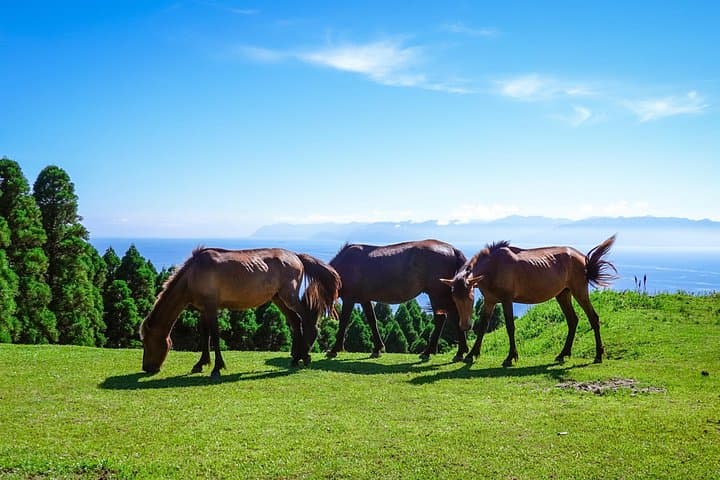 2-Hour Private Horseback Ride from Tbilisi — Lilo Mall Equestrian Club photo 2