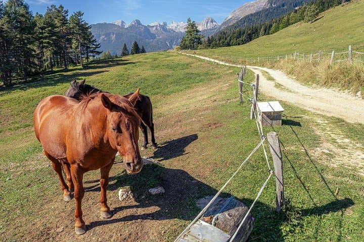 2-Hour Private Horseback Ride from Tbilisi — Lilo Mall Equestrian Club photo 3