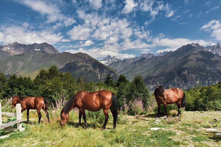 2-Hour Private Horseback Ride from Tbilisi — Lilo Mall Equestrian Club photo 5