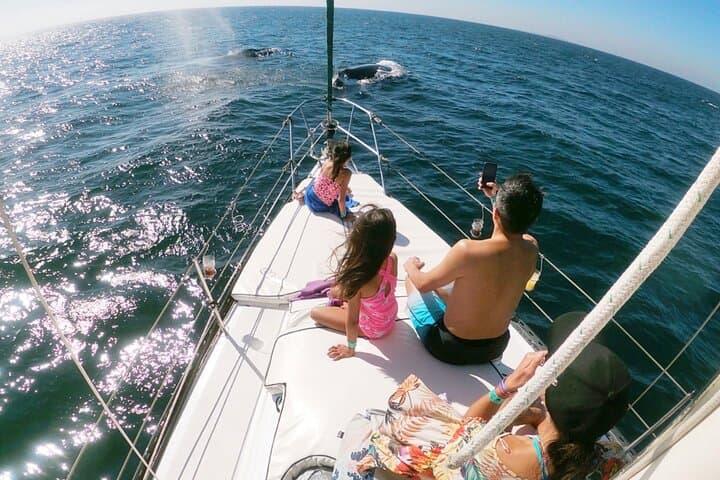 Private 4-Hour Whale Watching Tour in Puerto Vallarta — Best Time & What to Expect photo 2