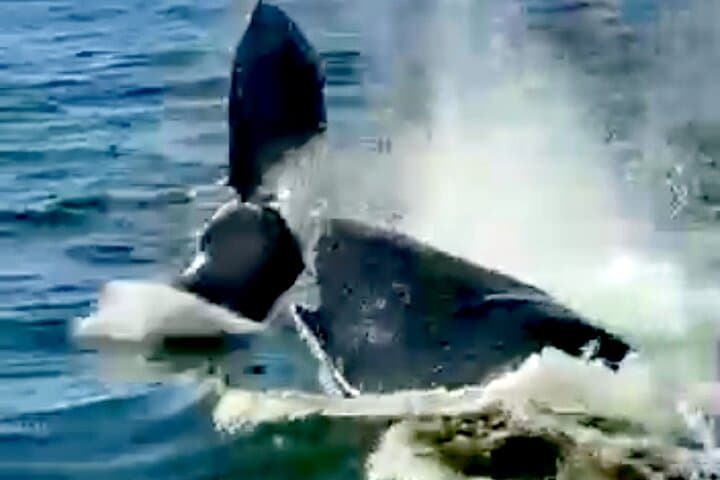 Private 4-Hour Whale Watching Tour in Puerto Vallarta — Best Time & What to Expect photo 3