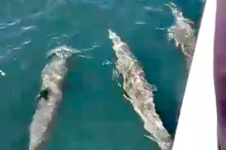 Private 4-Hour Whale Watching Tour in Puerto Vallarta — Best Time & What to Expect photo 4