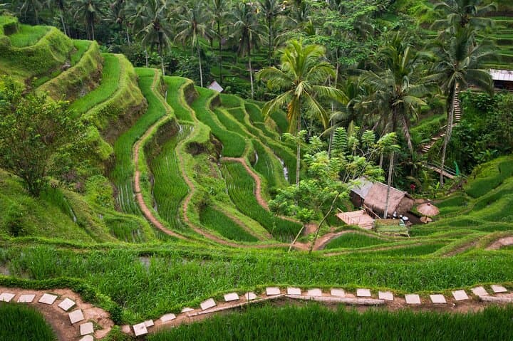 Ubud Private Tour: Tegalalang Rice Terraces, Bali Swing & Monkey Forest Day Trip photo 2
