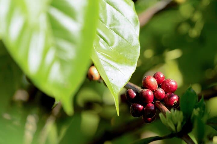 Ubud Private Tour: Tegalalang Rice Terraces, Bali Swing & Monkey Forest Day Trip photo 3