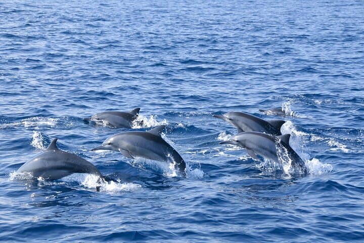 Whale Watching from Bentota: Blue Whale & Dolphin Safari with Breakfast & Transfers photo 5