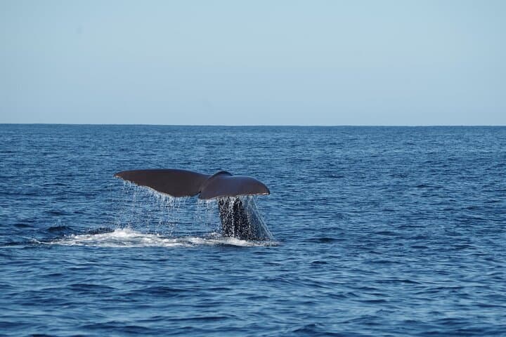 Mirissa Catamaran Whale Watching: Full-Day Blue Whale & Dolphin Cruise photo 3