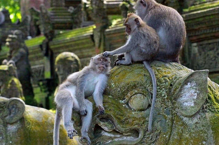 Ubud Private Tour: Tegalalang Rice Terraces, Bali Swing & Monkey Forest Day Trip photo 5