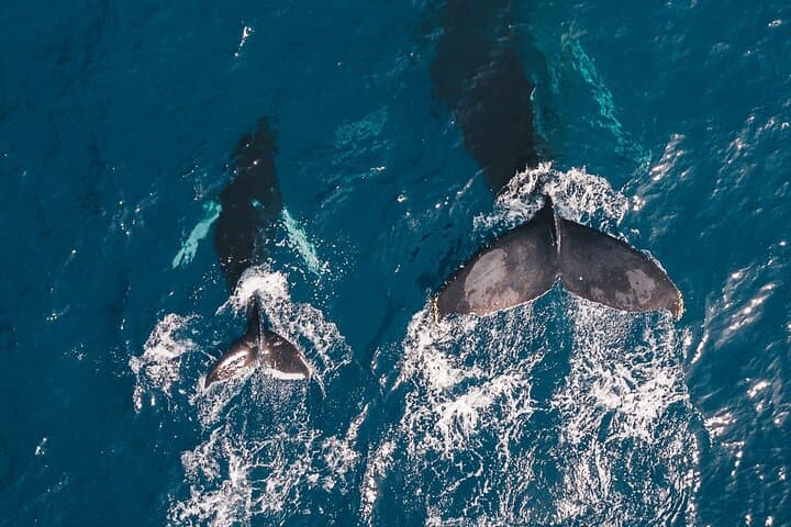 Mirissa Whale Watching: Blue Whale & Dolphin Safari from Galle with Pickup photo 1