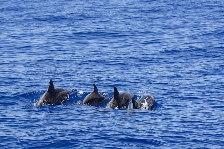 Whale Watching from Hikkaduwa — Blue Whales & Dolphins with Pickup photo 6