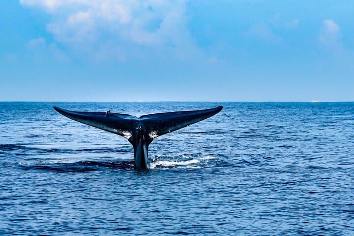 Whale Watching from Bentota: Blue Whale & Dolphin Safari with Breakfast & Transfers photo 3