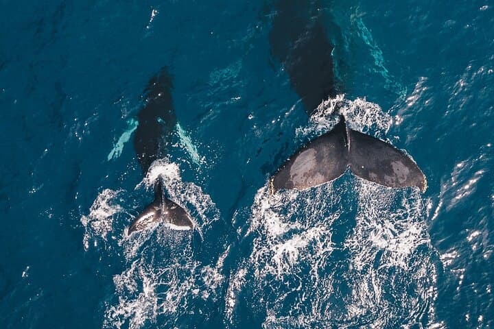 Whale Watching from Hikkaduwa — Blue Whales & Dolphins with Pickup photo 3