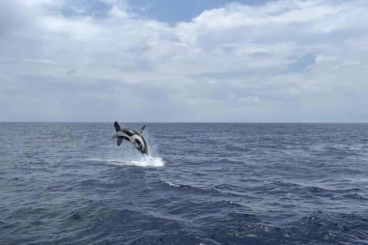 Whale Watching from Bentota: Blue Whale & Dolphin Safari with Breakfast & Transfers photo 6