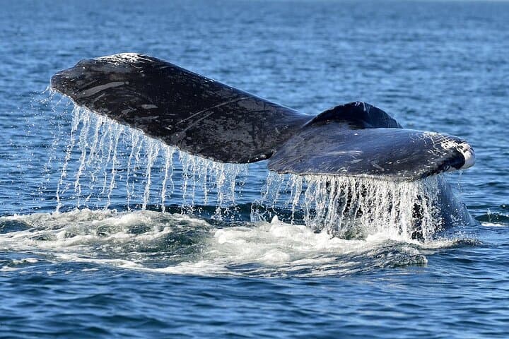 Whale Watching from Hikkaduwa — Blue Whales & Dolphins with Pickup