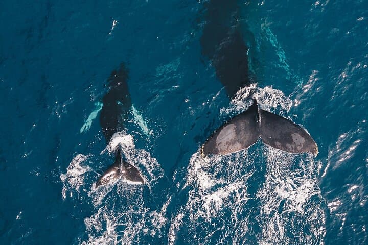 Whale Watching from Bentota: Blue Whale & Dolphin Safari with Breakfast & Transfers photo 4