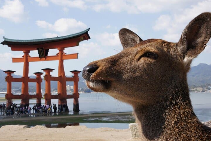 Hiroshima and Miyajima Day Tour: Ferry to the Floating Torii and Peace Memorial photo 2